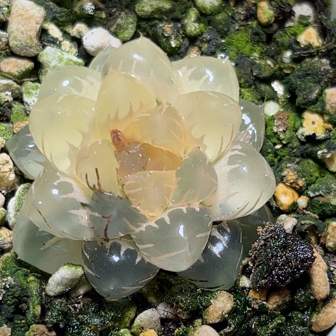 恭喜发财大吉大利0439