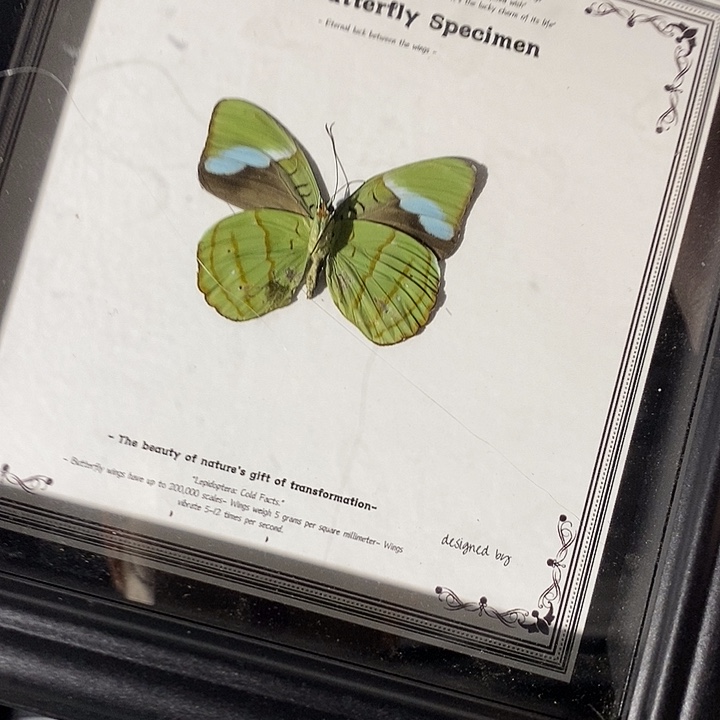 蝴蝶标本定制链接007