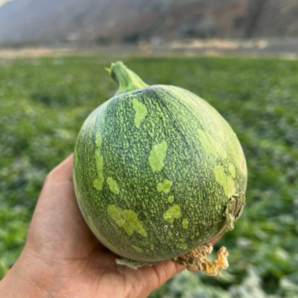 云南农家老品种小瓜 嫩南瓜 小南瓜  露天种植 素瓜豆