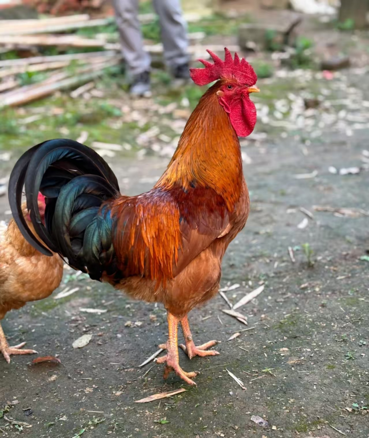 [直播间改价称重]散养土鸡农村跑山土鸡