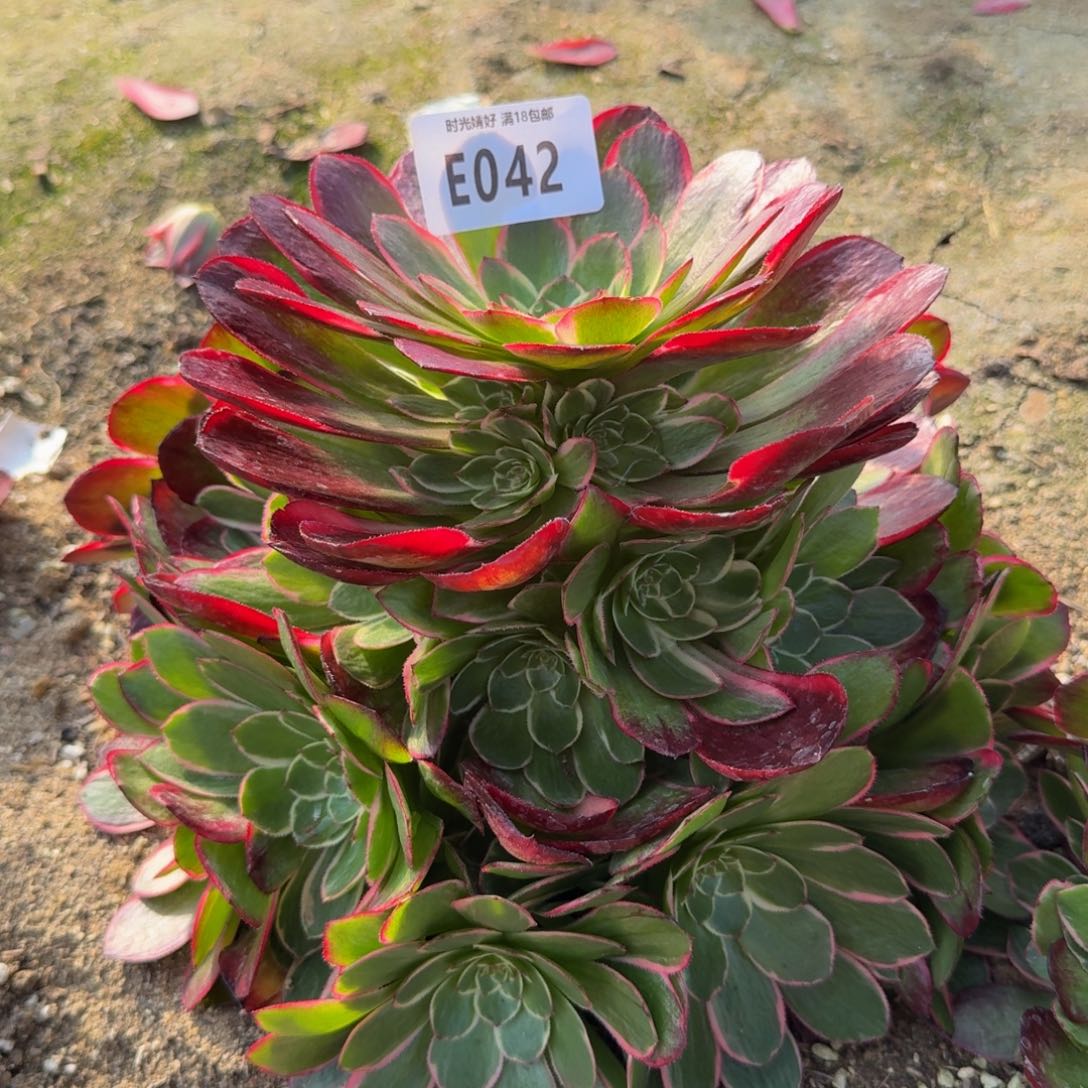 042粉花妖。多肉植物