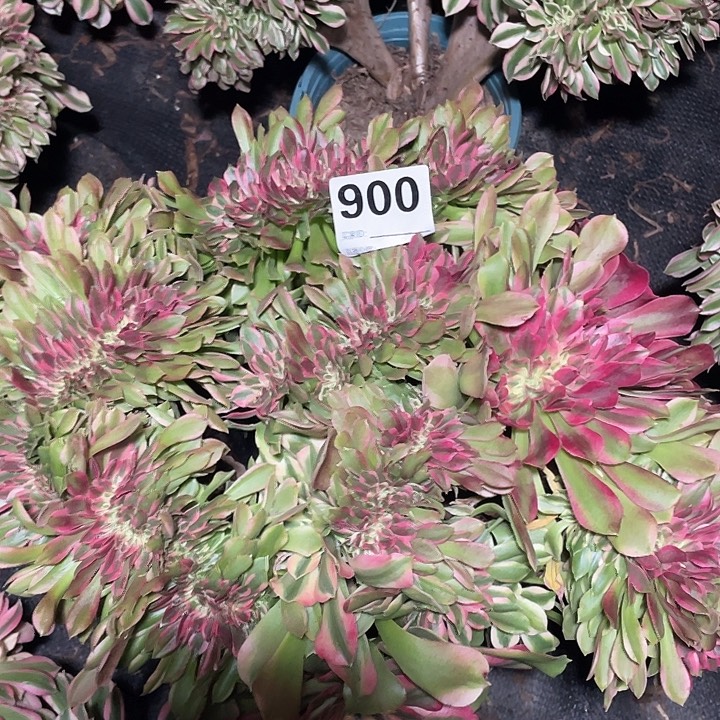 900香妃缀法师3-7花