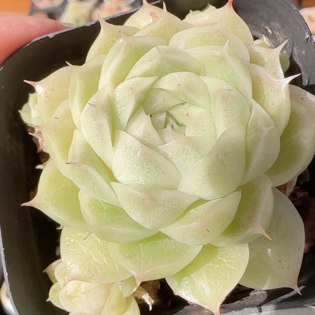 花语多肉1228-345散