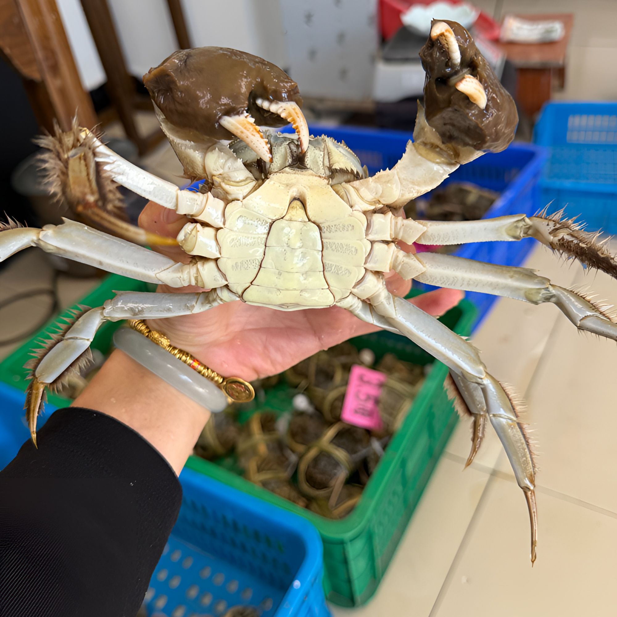 【活蟹十指少一指】大闸蟹公3.5两母2.5两挑膏蟹8只礼盒装顺丰发货