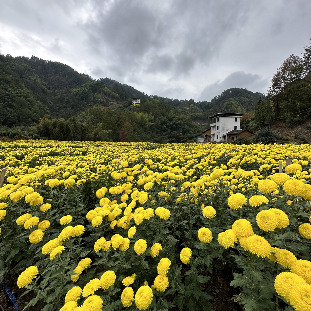 【小朵】25年正宗徽州皇菊黄山大皇菊高山花茶味道重耐泡一朵一杯 