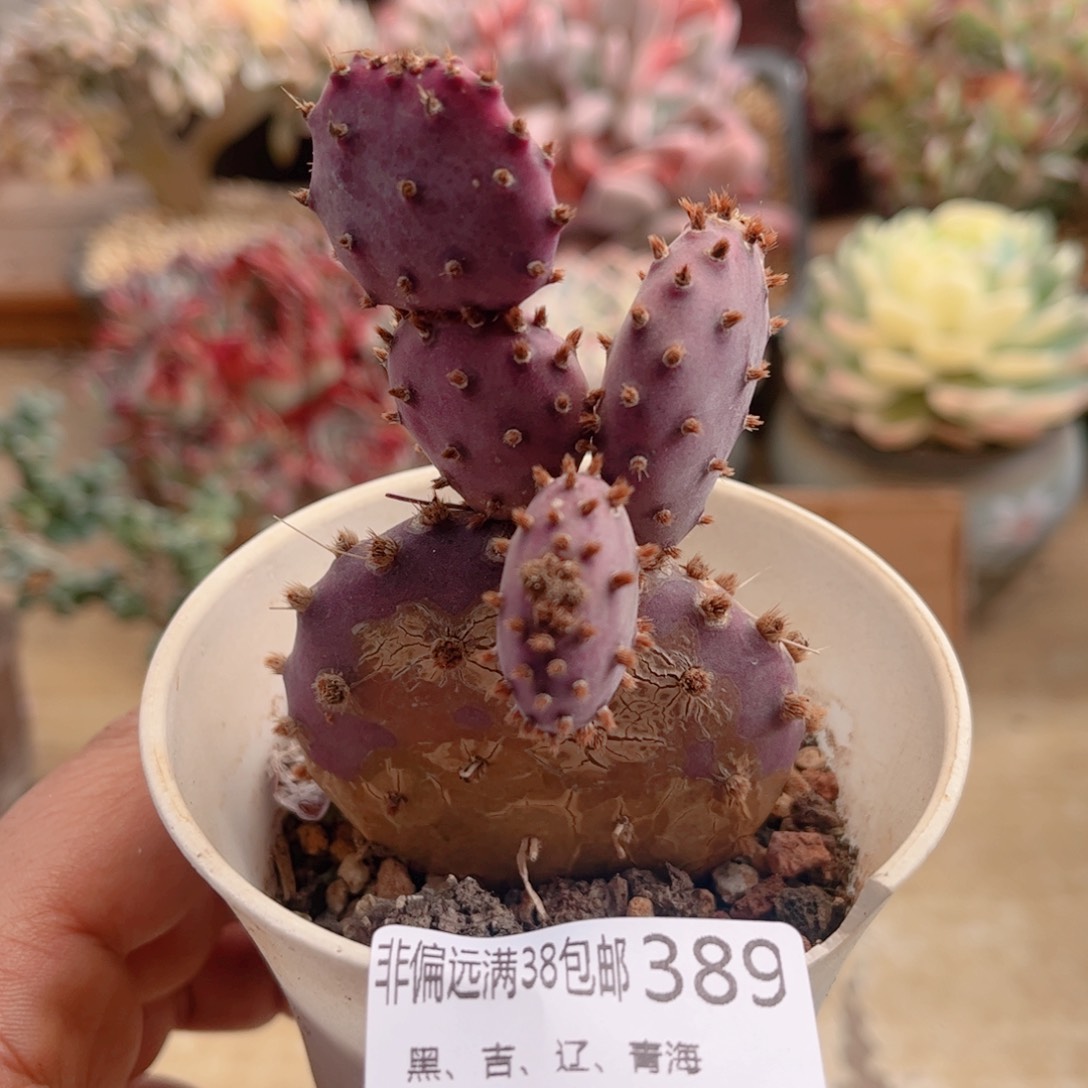 389胜利塔德华多肉