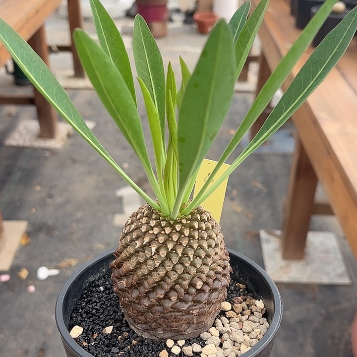 6号铁甲丸111111111111