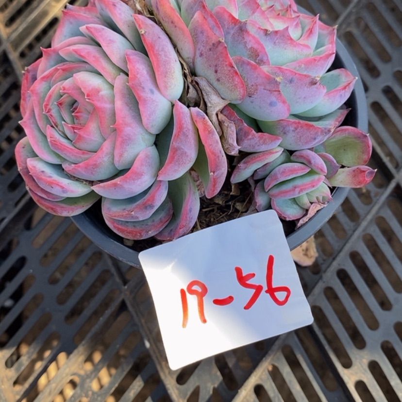 【闪购商品】?****ঞ多肉植物