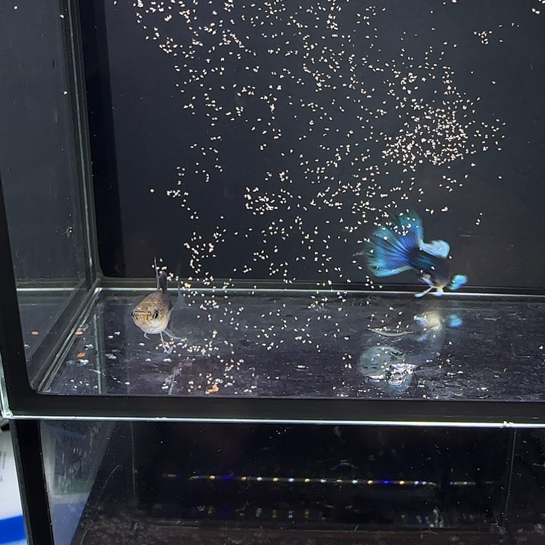 孔雀鱼蓝礼服大c一对