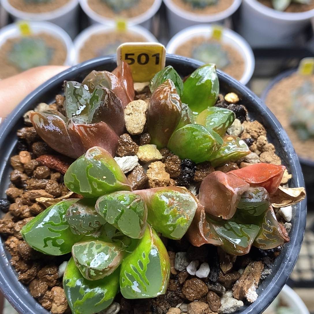 红陶501号绿焰寿4头