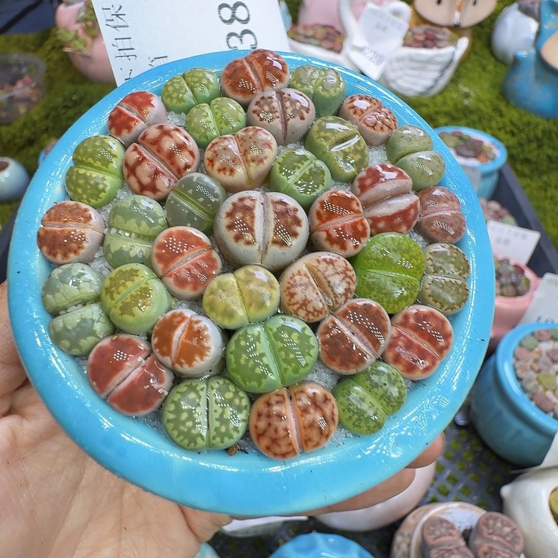 多肉植物福利冲1238