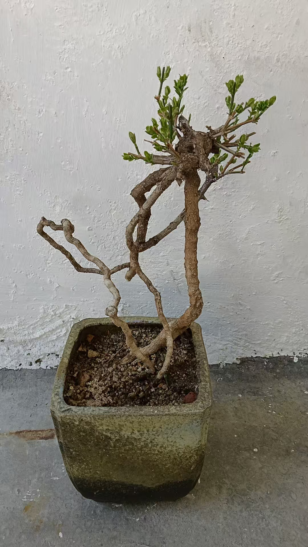 盆景素材一物一拍（价格均为不包邮）