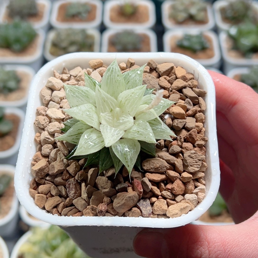 元祖冰沙糖锦玉露多肉