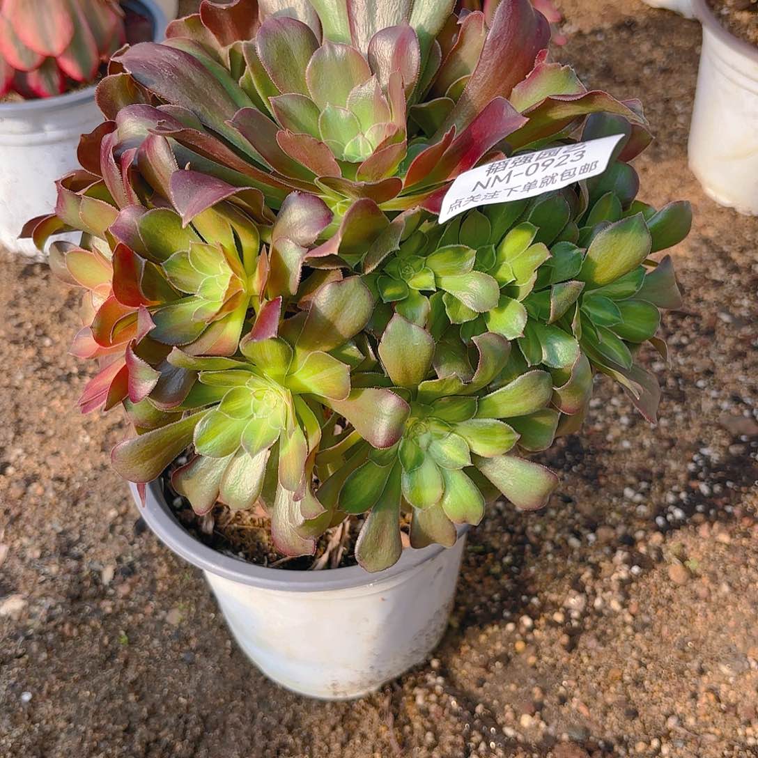 韶秀七彩多肉植物923