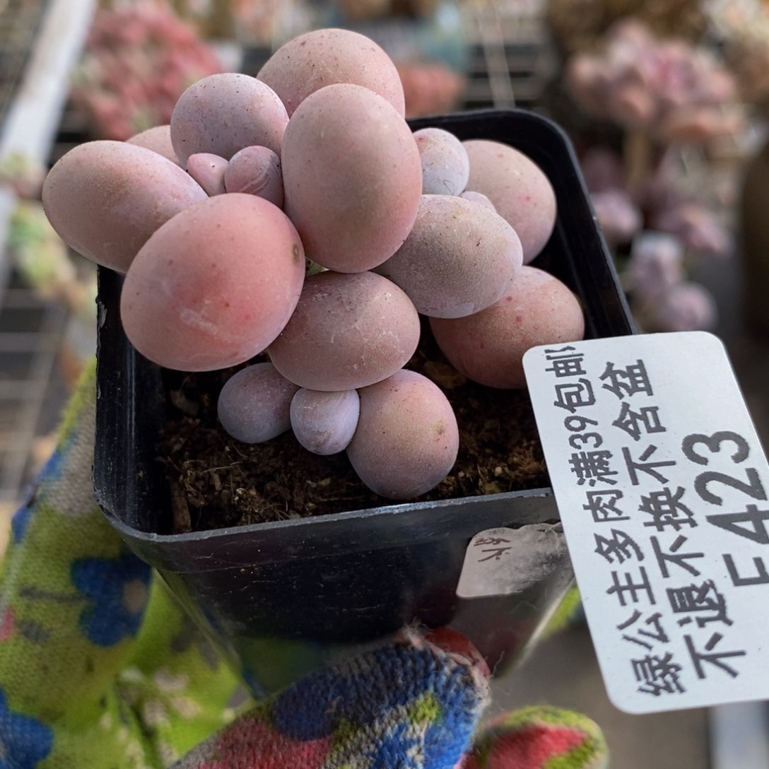 橙奶423/5cn多肉