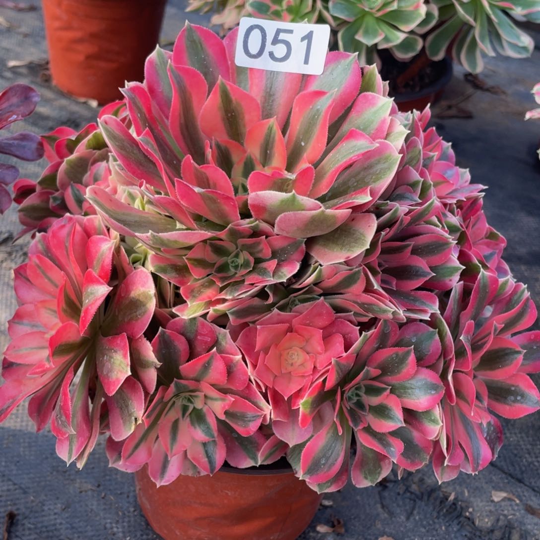 051粉女巫精品法师老桩