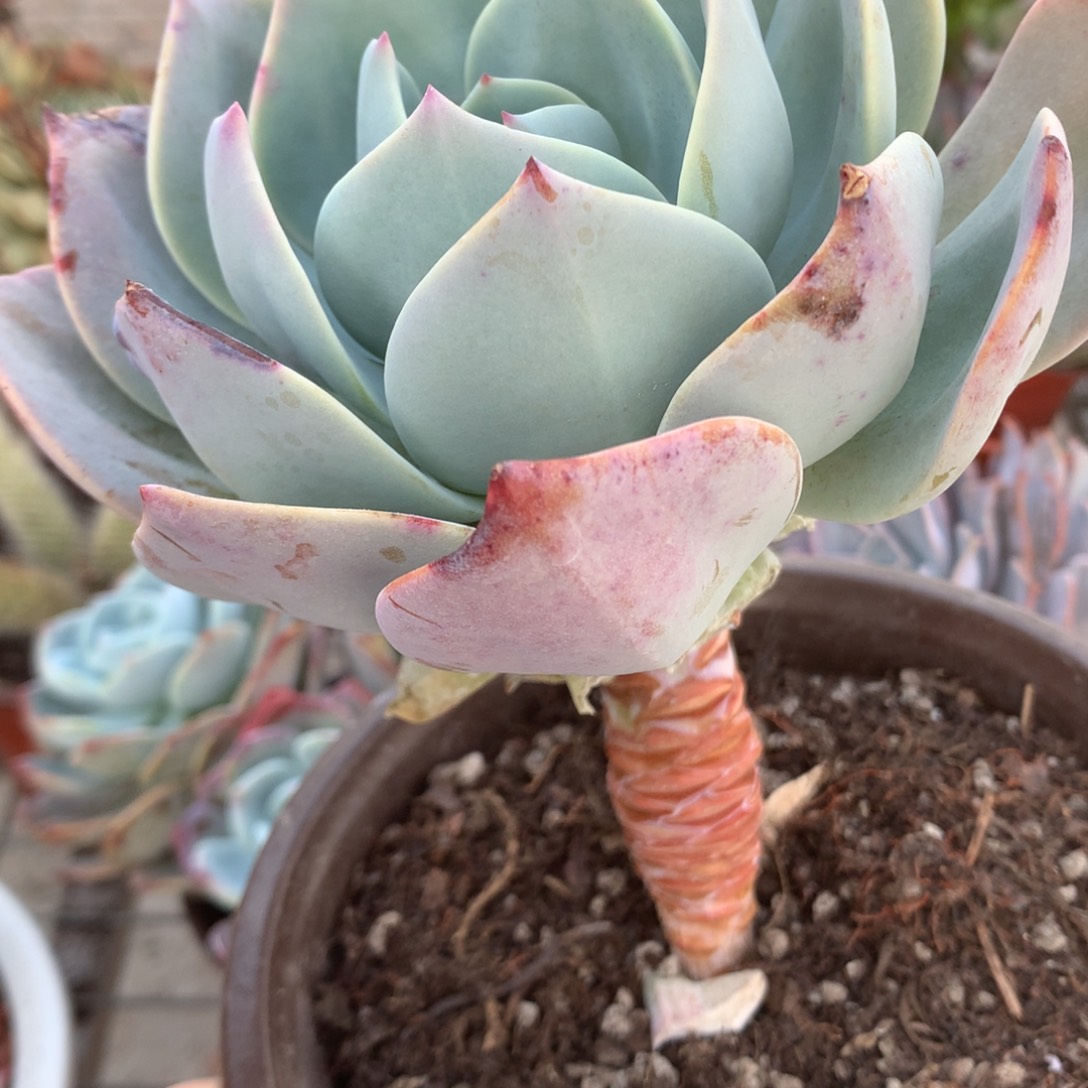 微**笑白凤单头多肉植物