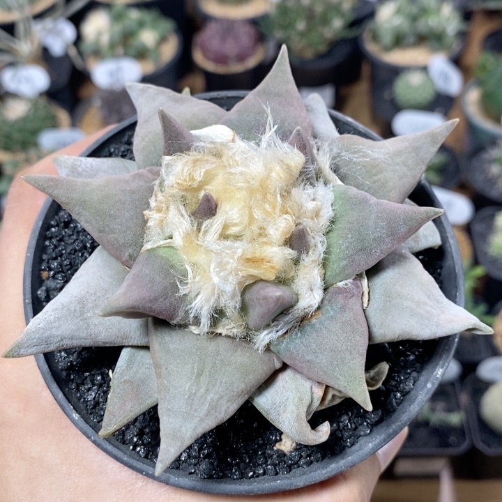241号实生岩牡丹10.5cm