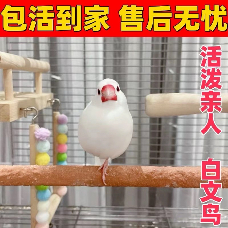 玉鸟芙蓉鸟文鸟找客服咨询