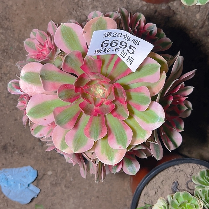 6695粉女巫多肉植物