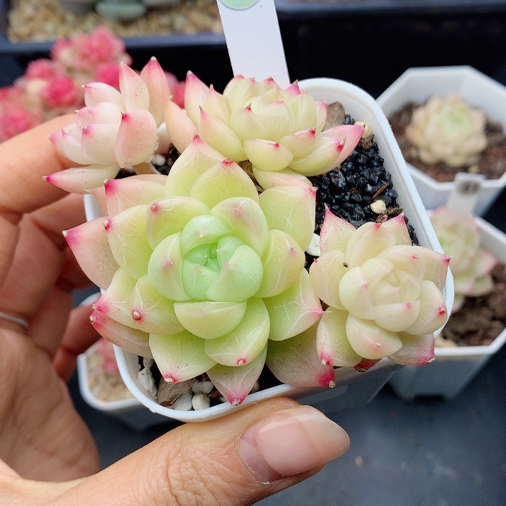 麦秆58包邮  群生不包整109