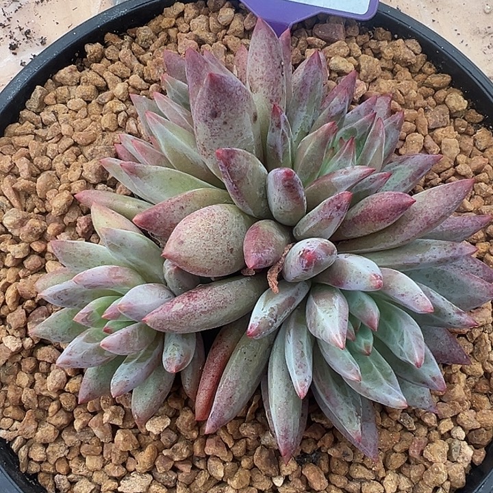 虞美人一物一拍516