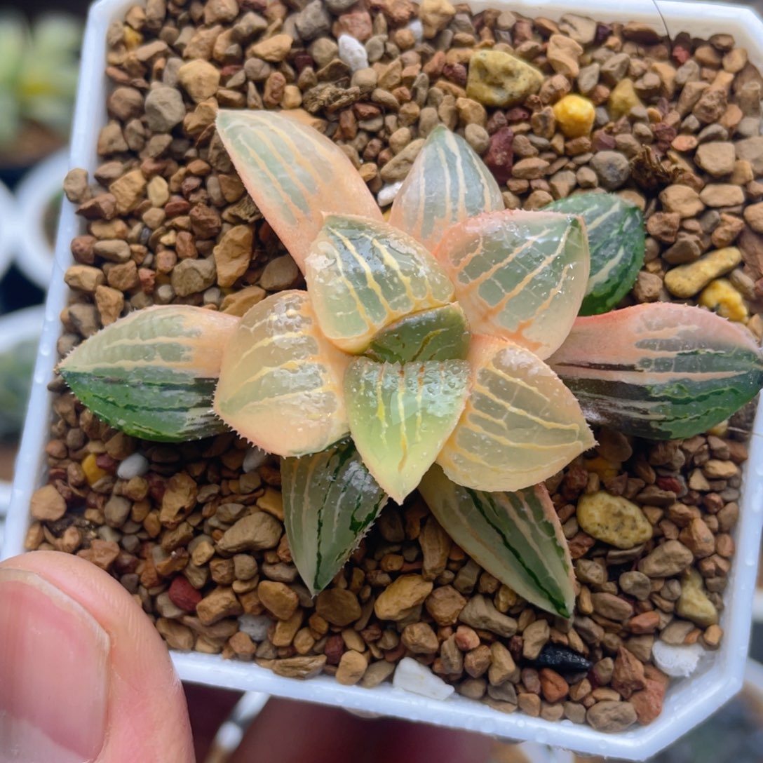 糊斑香瓜岛锦十二卷