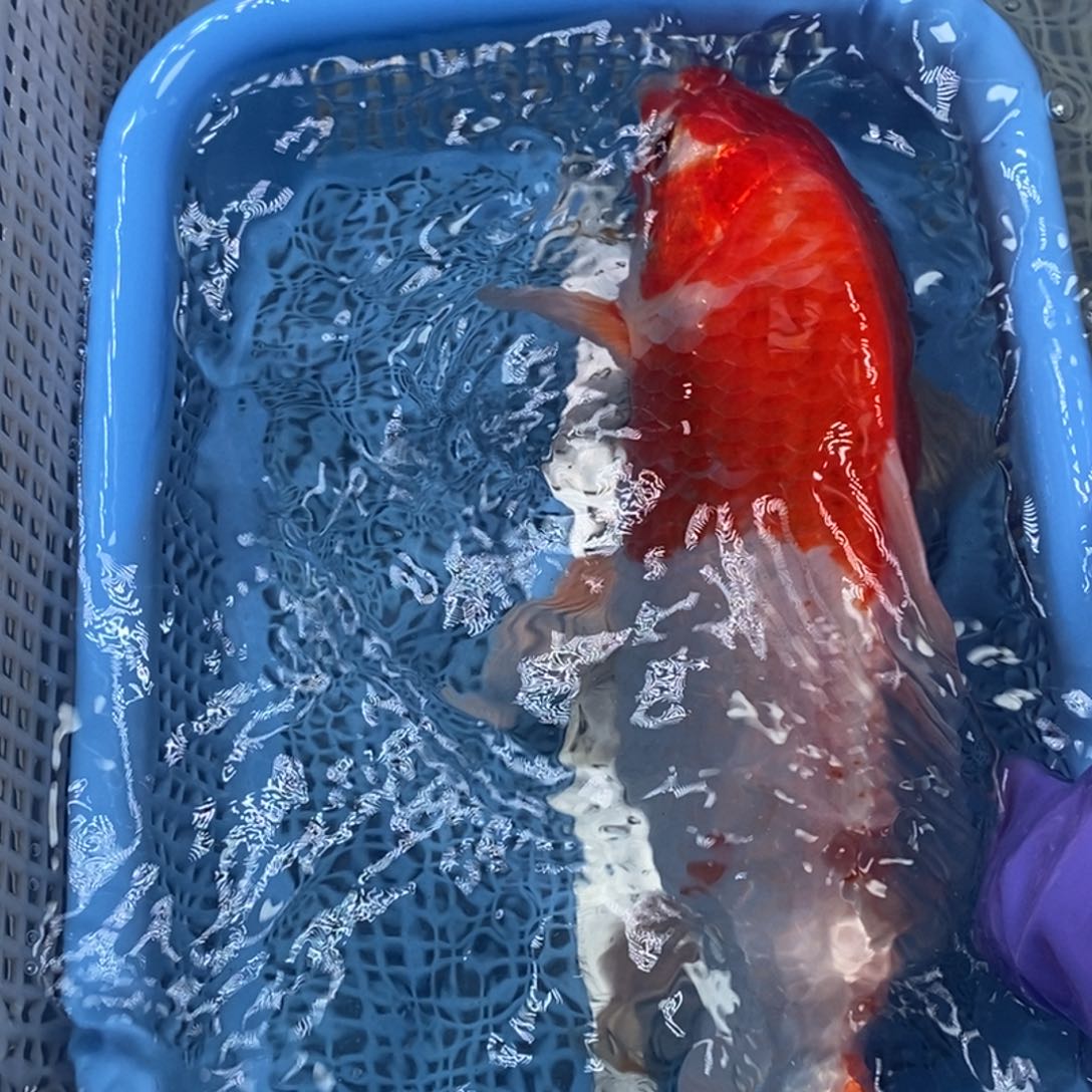 锦鲤冷水锦鲤包邮