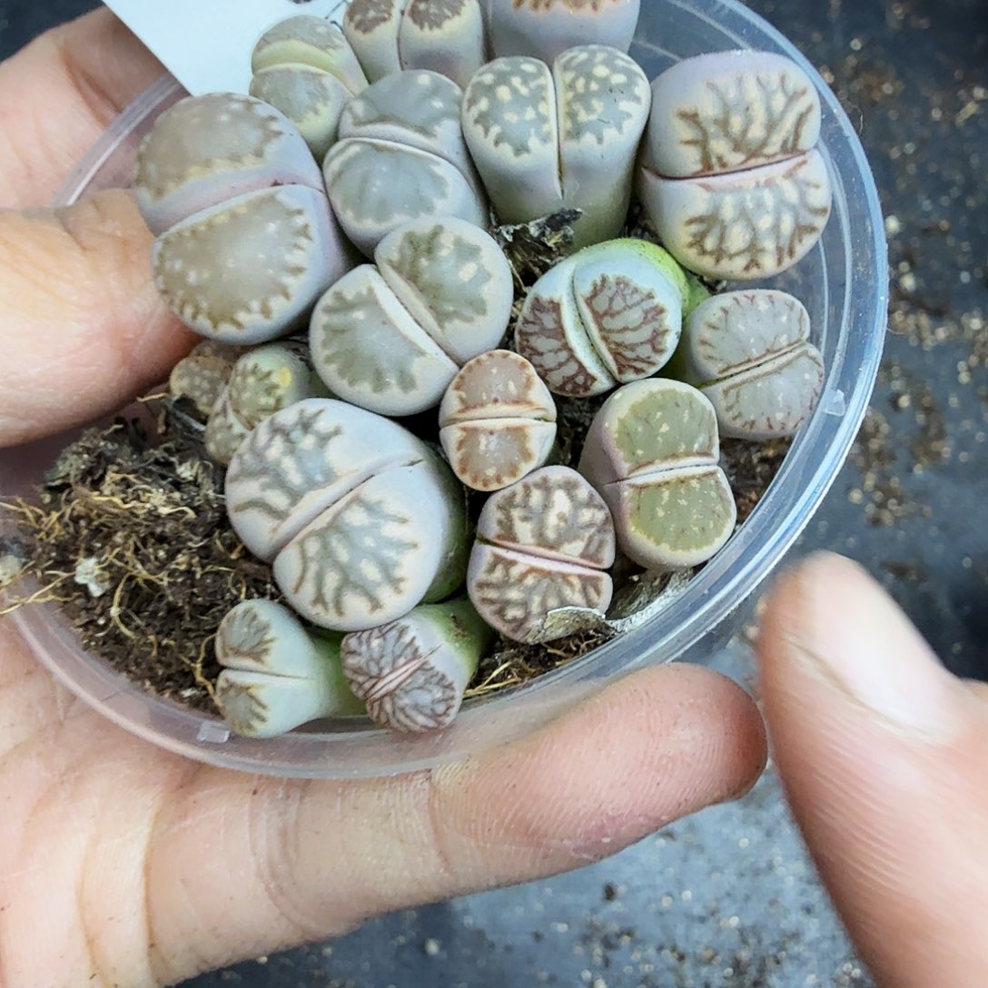 不过他不可能再像729这个