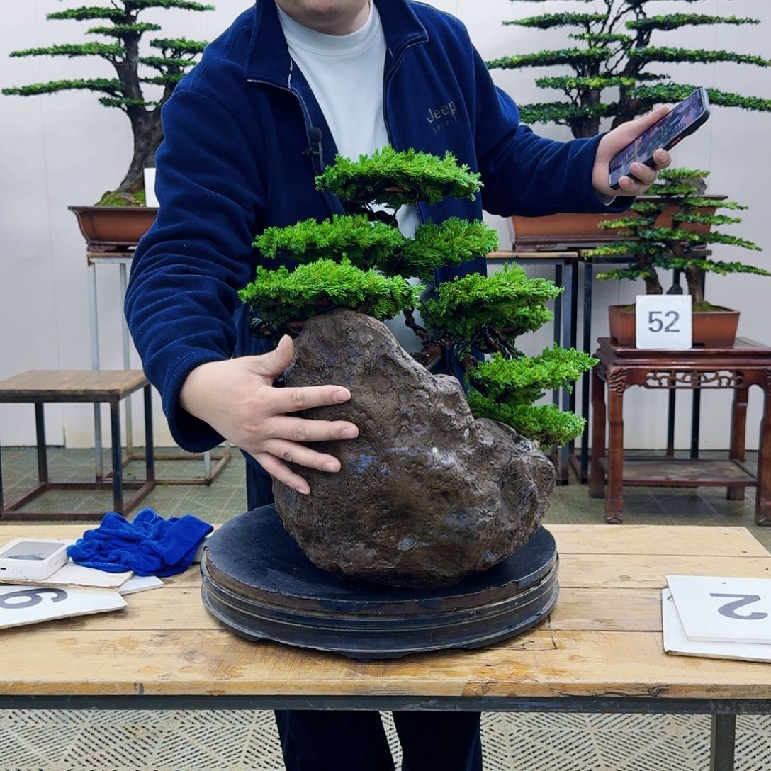 盆景柏树造型盆景