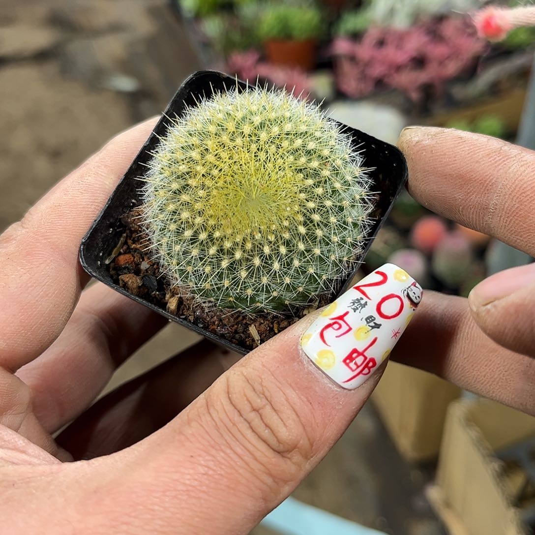 单头青雪光单头发货有根