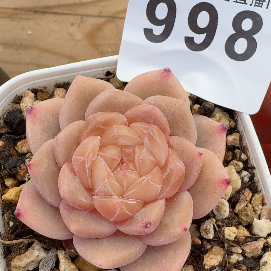 孤品珍妮         精品多肉