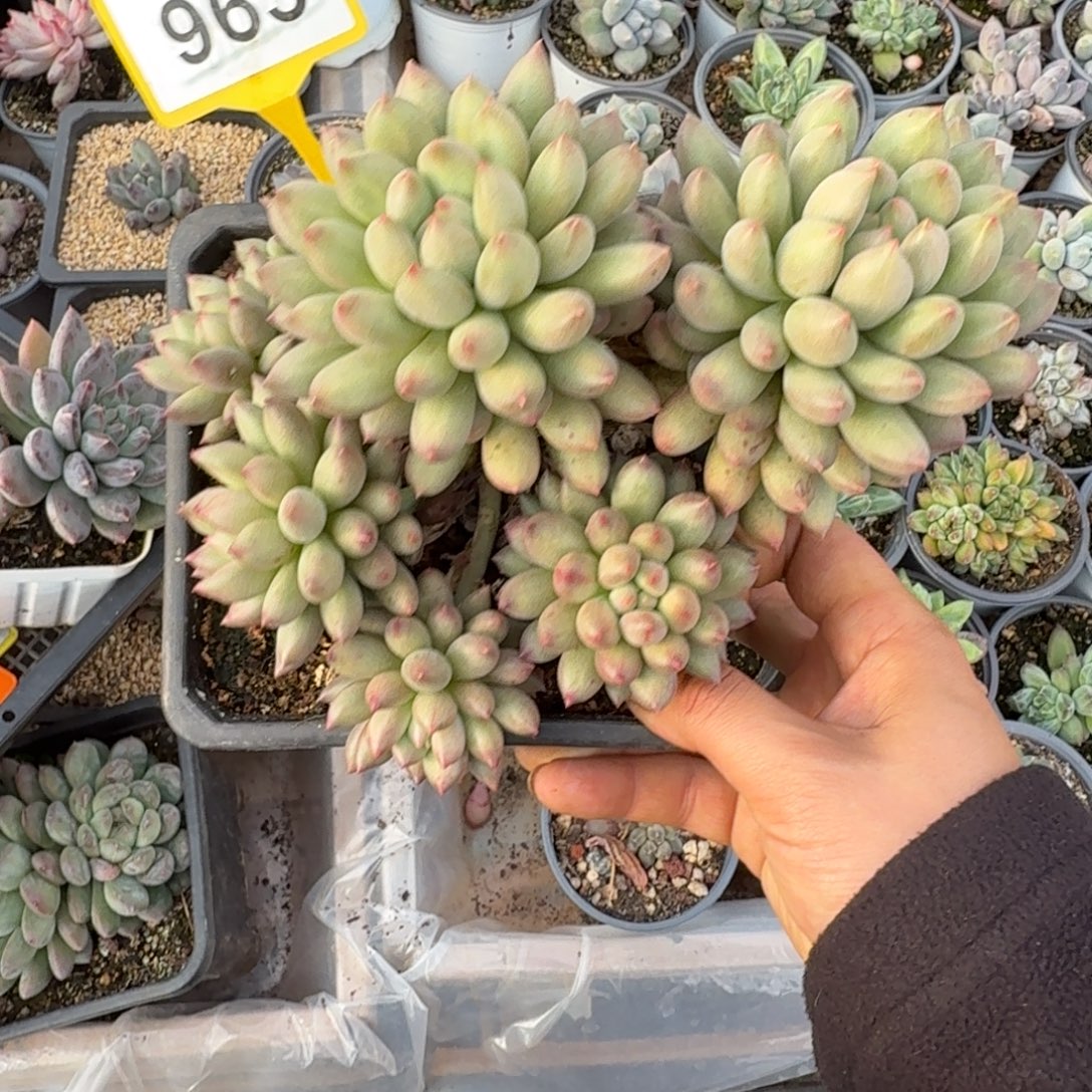 多肉植物言字群965