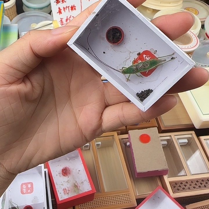 长须橙杆一只 包邮