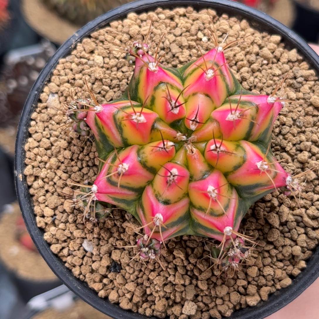 花田 米哈仙人球