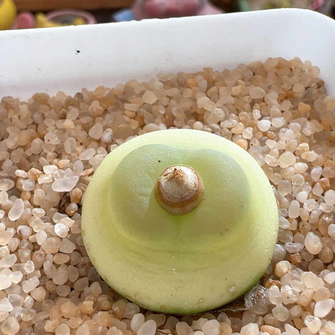 ?**酱43。日系桃尻娘拉登母本