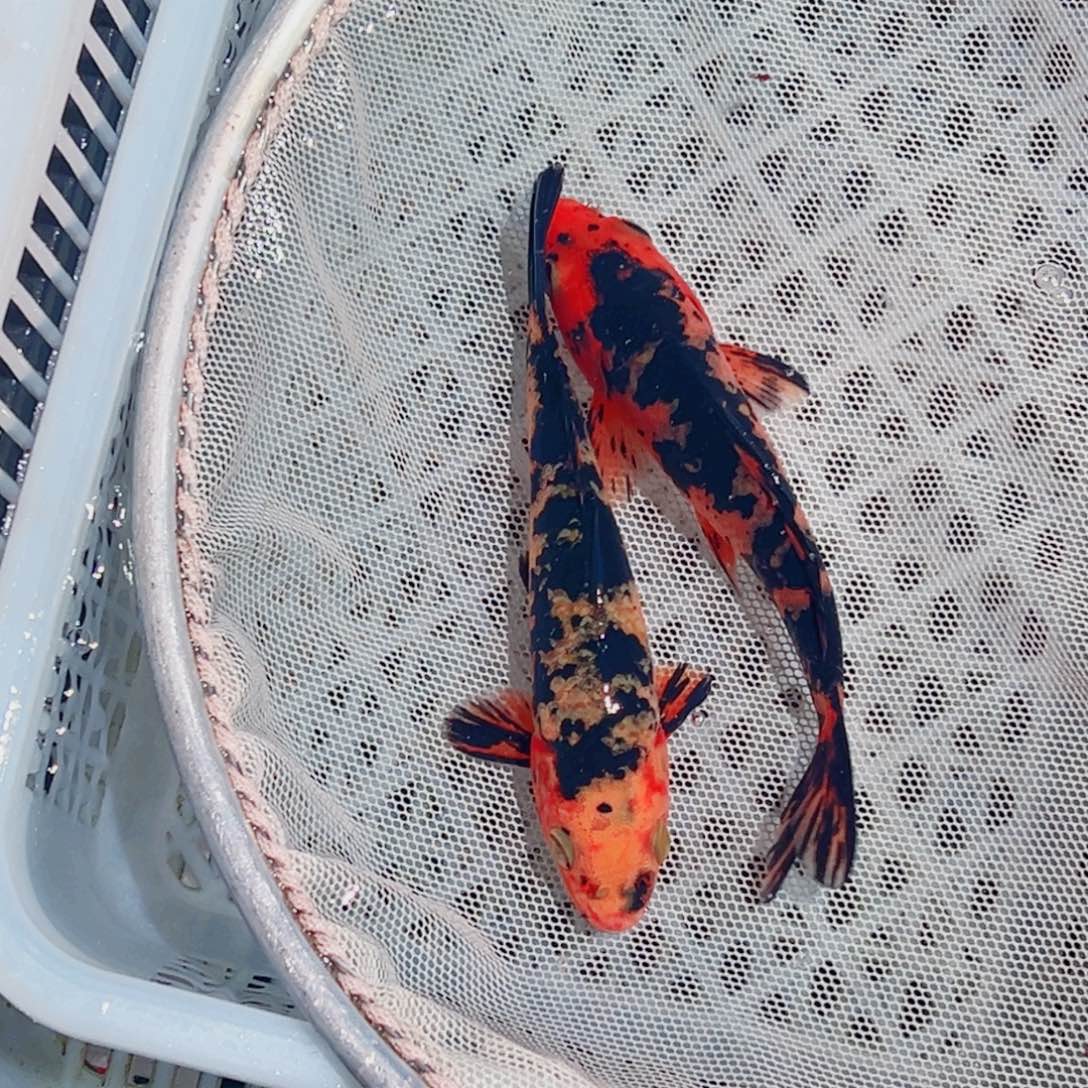 锦鲤锦鲤观赏鱼111