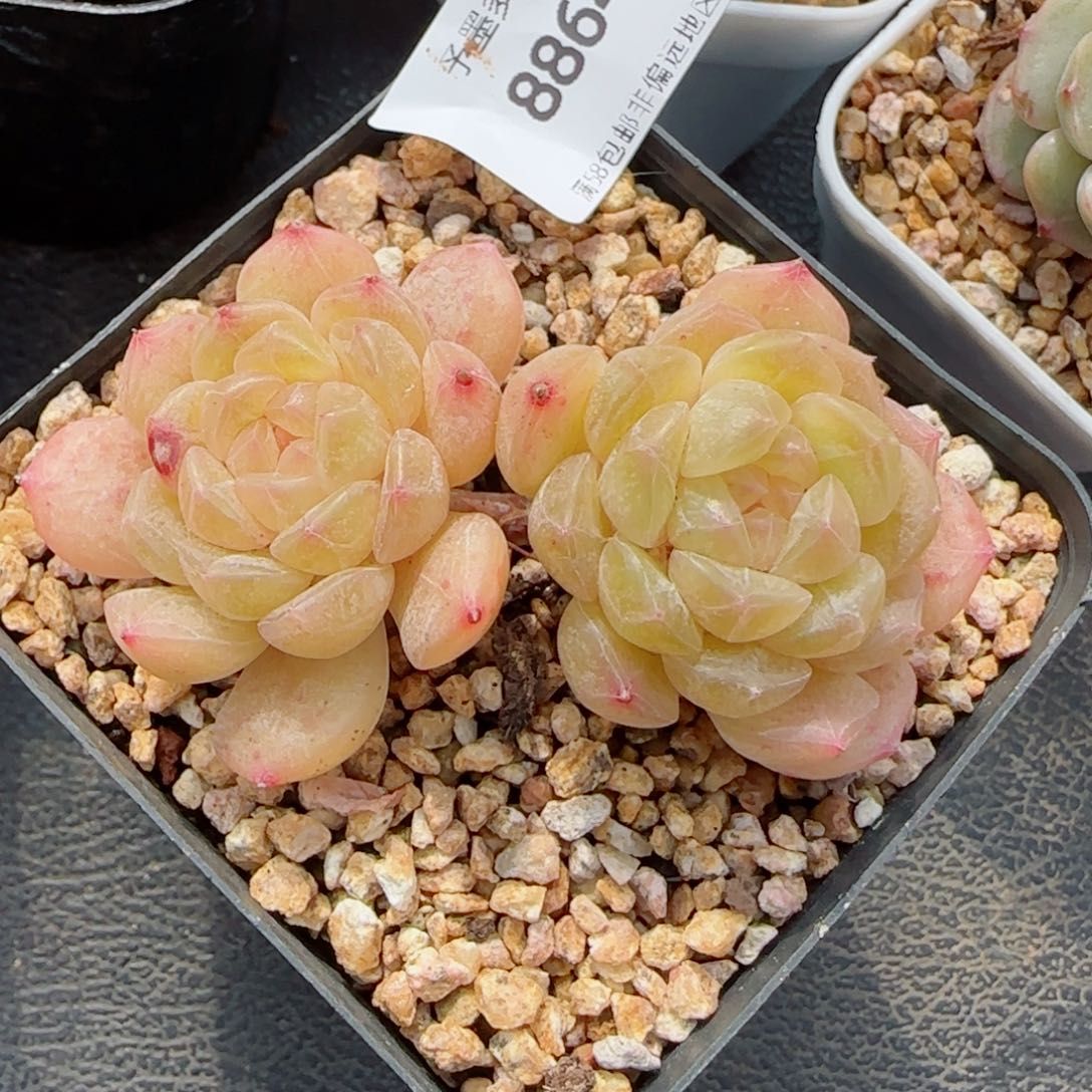 白恋，8864多肉植物