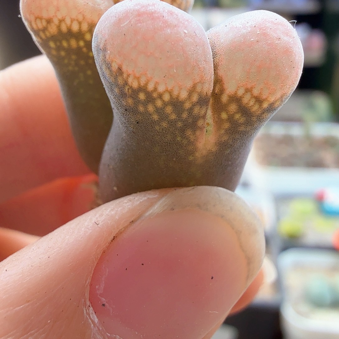 1.16.57/Cm10双头/多肉植物