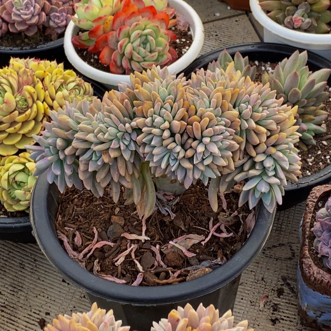 ?*心48包邮一物一拍多肉植物