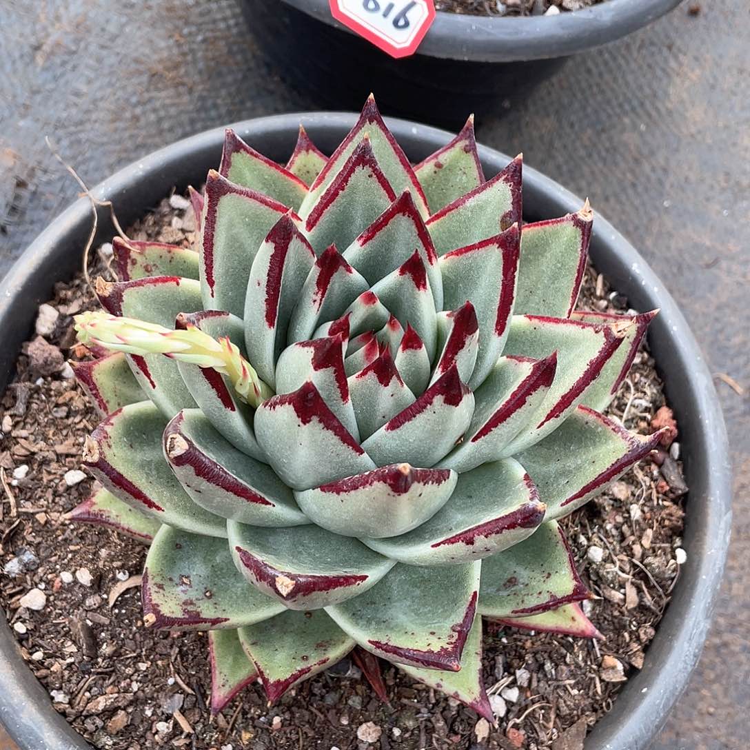 617乌木 一物一拍多肉