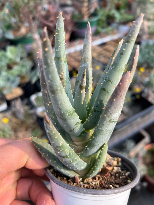 二岐芦荟，高度10到11厘米发货，能长成大树的芦荟，脱土发货