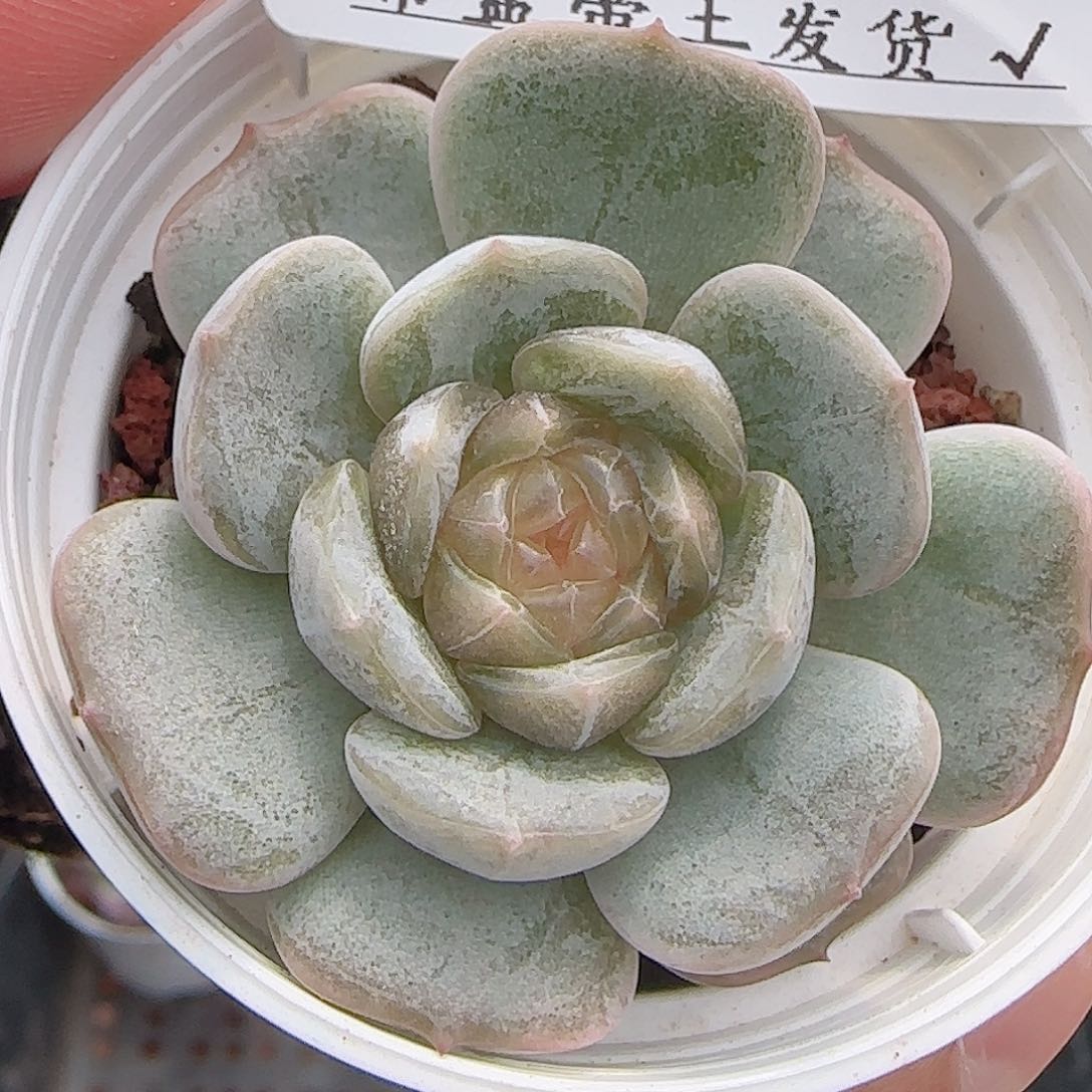 多肉0719-228白恋