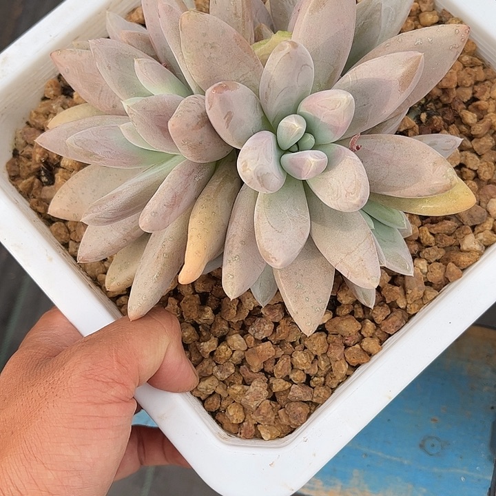 杂交美人多肉植物