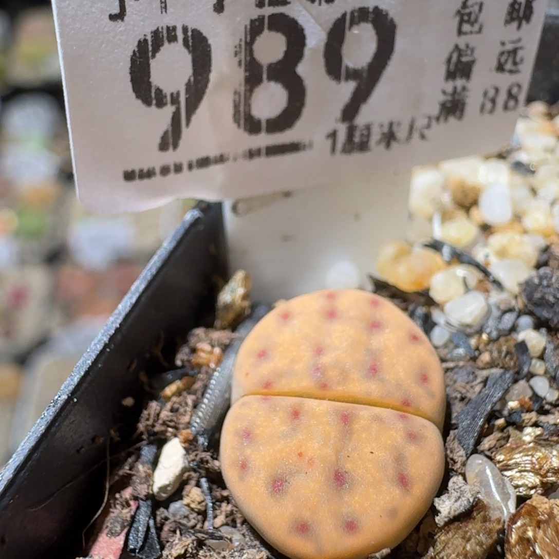 Sss精品清仓价989