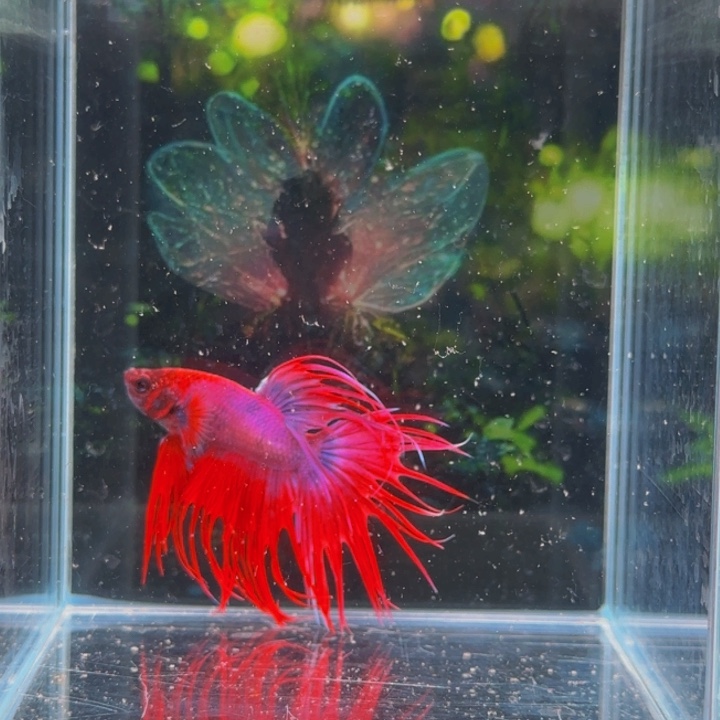 紫印母鱼哈哈好的感觉真棒