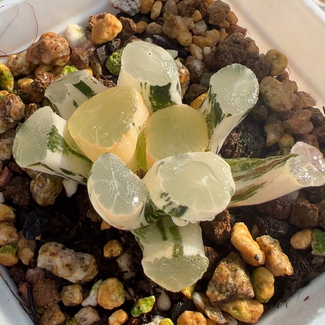 山之翠锦，万象锦。