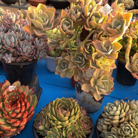 用****81338鹤氏多肉