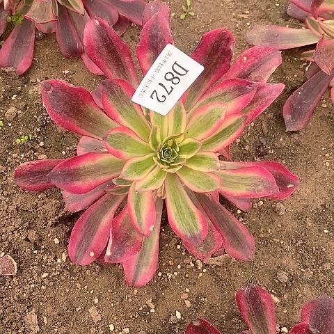 872美杜莎多肉法师锦