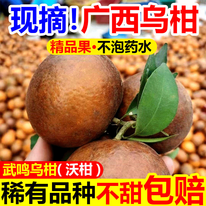 【新品种】广西黑皮乌柑爆甜正宗广西武鸣沃柑乌柑丑柑花皮沃柑A3